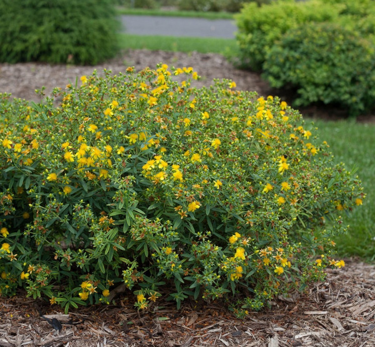 sveti kantarion kantarion biljni lijek za depresijuljekovito bilje za kožu biljni lijek za depresiju ljekovito bilje za kožu