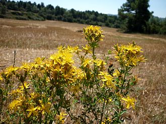 kantarion biljni lijek za depresijuljekovito bilje za kožu